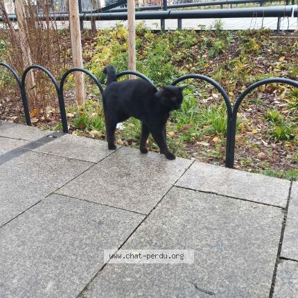 Photo 3/3 Found cat Found in Saint denis