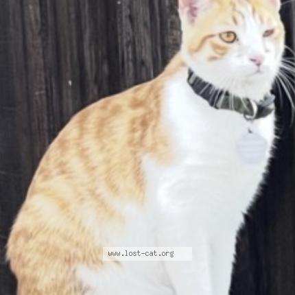 Photo 1/1 Finnegan Cat lost in Highland