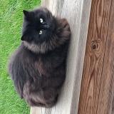 Picture of cat found at Origne