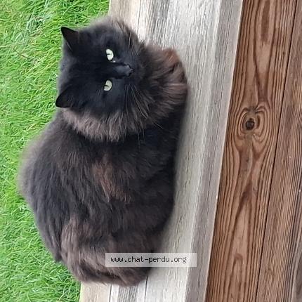 Photo 1/1 Found cat Found in Origne