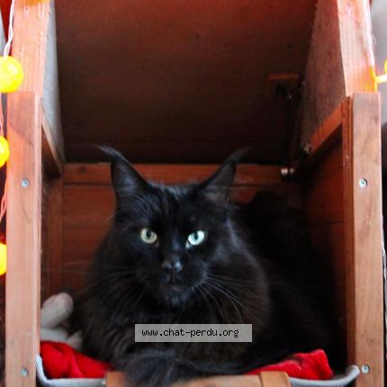 Photo 1/1 Matou Chat lost in Bruay sur l escaut