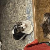 Picture of cat found at Montreuil