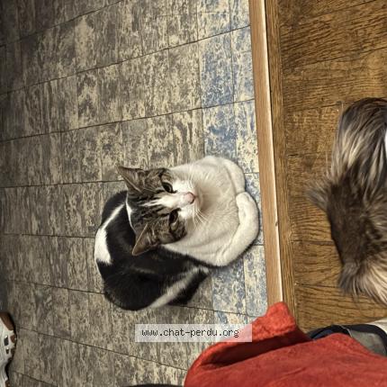 Photo 1/1 Found cat Found in Montreuil