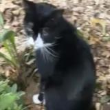 Picture of cat found at Bordeaux