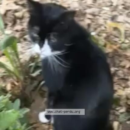 Photo 1/1 Found cat Found in Bordeaux