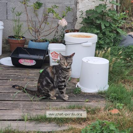 Photo 1/1 Kitty Chat lost in Migron