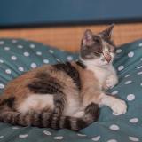 Picture of cat lost at Courtemont Varennes