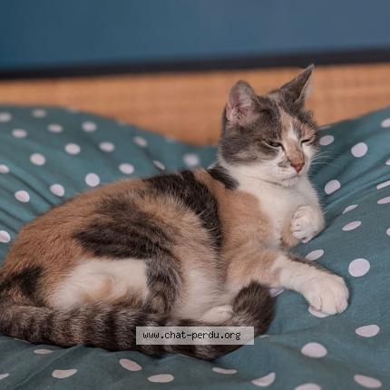 Photo 1/1 Pusa Chat lost in Courtemont varennes