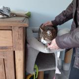 Picture of cat lost at Pezenas