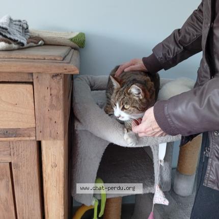 Photo 1/1 TITTI Chat lost in Pezenas