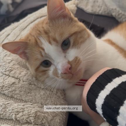 Foto van vermiste kat in Kain