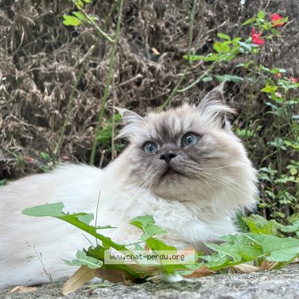 Photo 1/1 Chanel Chat lost in Bourghelles