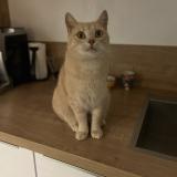 Picture of cat lost at Montlucon