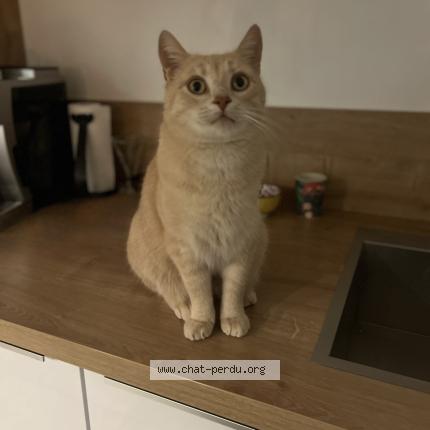 Photo 1/1 Tigrou Chat lost in Montlucon