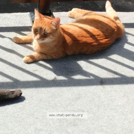 Photo 1/1 Ti-groux Chat lost in Cowansville