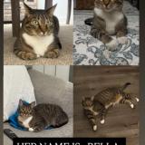 Picture of cat lost at Whitehall