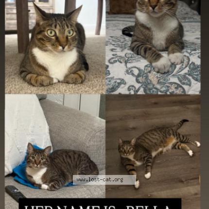 Photo 1/1 Bella Chat lost in Whitehall