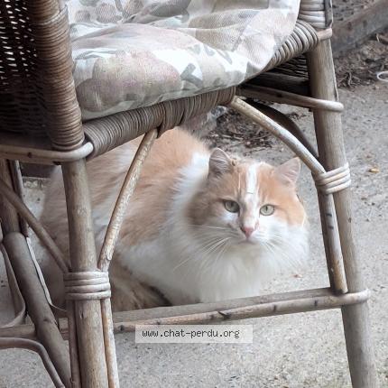 Photo 1/1 Found cat Found in St symphorien de lay