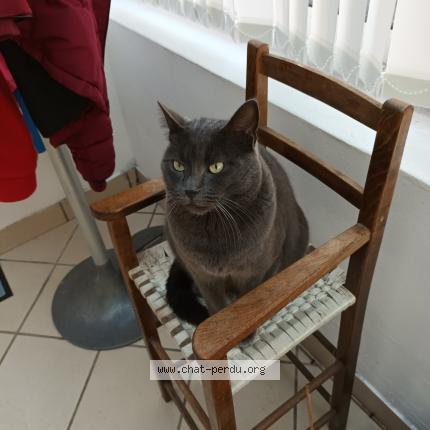 Photo 1/1 Gribouille Chat lost in Penestin