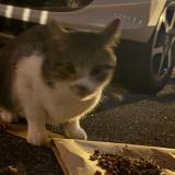 Picture of cat found at Issy Les Moulineaux