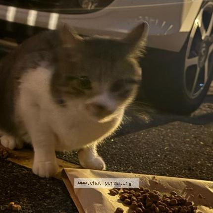 Photo 1/1 Found cat Found in Issy les moulineaux