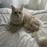 Picture of cat lost at Sainte Foy D Aigrefeuille