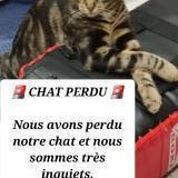 Picture of cat lost at Argenteuil