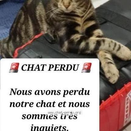 Photo 1/1 Bichou Chat lost in Argenteuil