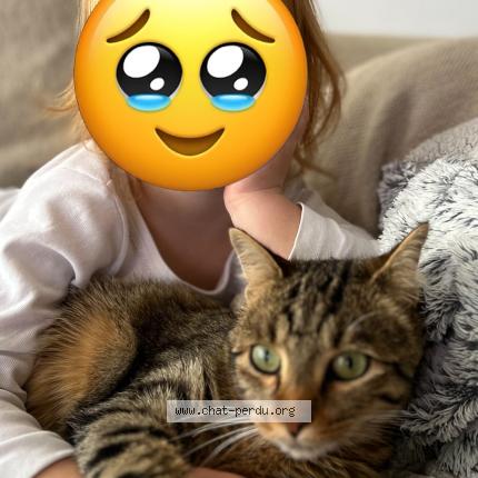 Photo 1/1 Jojo Chat lost in Dinan