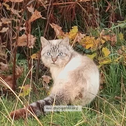 Photo 1/1 Found cat Found in Tersannes