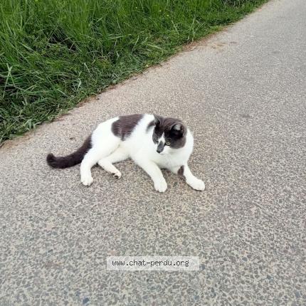 Photo 1/1 Pioupiou Chat lost in Labatut
