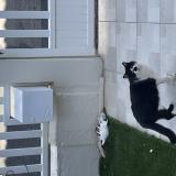 Picture of cat found at Leucate