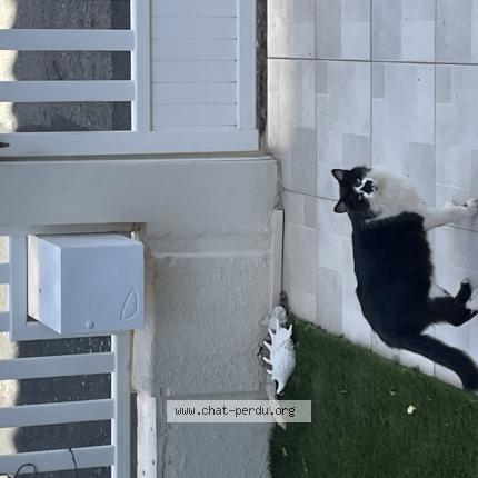 Photo 1/1 Found cat Found in Leucate