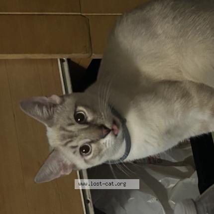 Photo 1/1 Churris Chat lost in Santa barbara