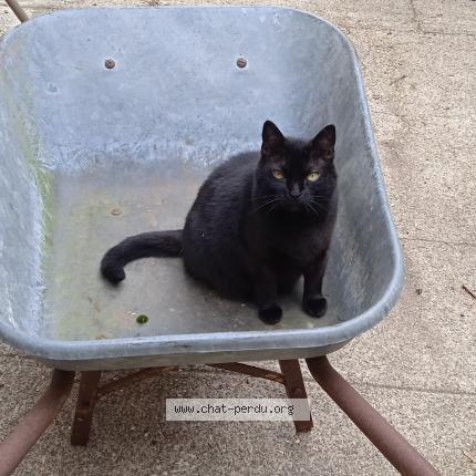 Photo 1/1 Teacup Chat lost in Juilley