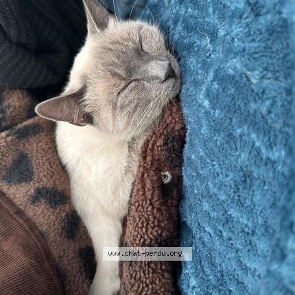 Photo 1/1 Vanille Chat lost in Arles