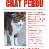 Picture of cat lost at Vaumas