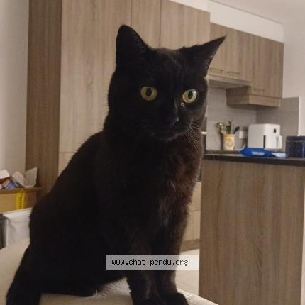 Foto einer verlorenen Katze in Chatel St Denis