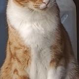 Picture of cat lost at Fully