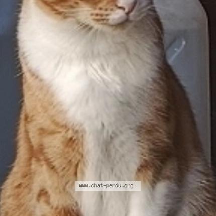 Photo 1/1 Pika Chat lost in Fully