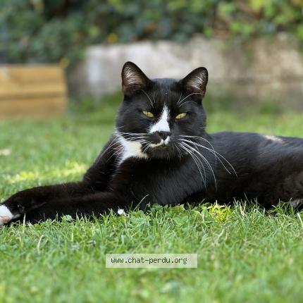 Photo 1/1 Sasha Chat lost in Le havre