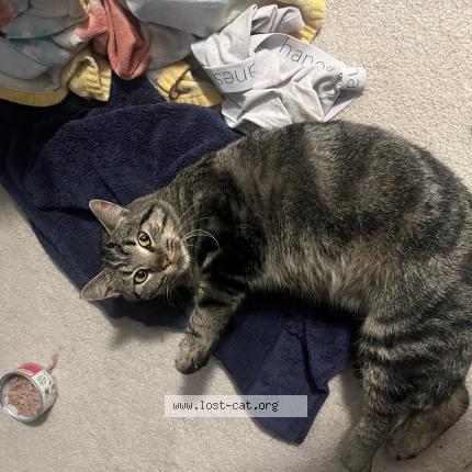 Photo 1/1 Found cat Found in Lakeville