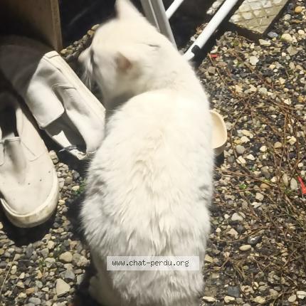 Photo 1/1 Found cat Found in Pugny chatenod