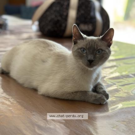 Photo 1/1 Vanille Chat lost in Arles