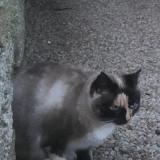 Picture of cat lost at Plobannalec Lesconil