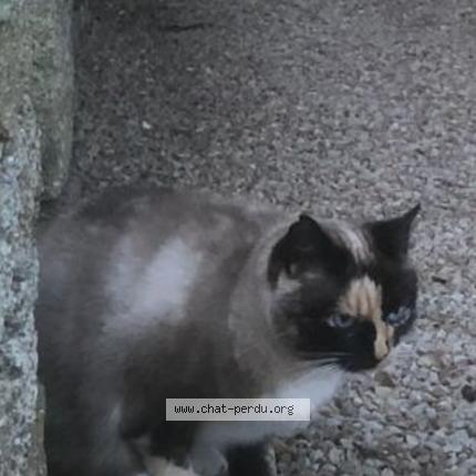 Photo 1/4 MELBA Chat lost in Plobannalec lesconil