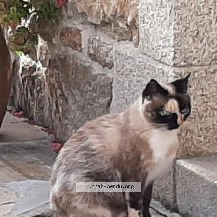 Photo 2/4 MELBA Chat lost in Plobannalec lesconil