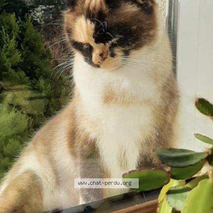 Photo 3/4 MELBA Chat lost in Plobannalec lesconil