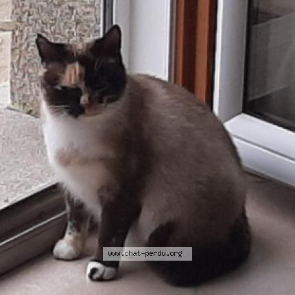 Photo 4/4 MELBA Chat lost in Plobannalec lesconil