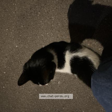 Photo 1/1 Found cat Found in Paris